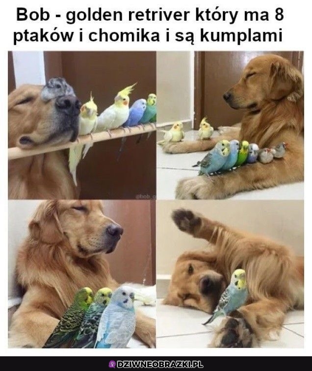 Dziwna ekipa