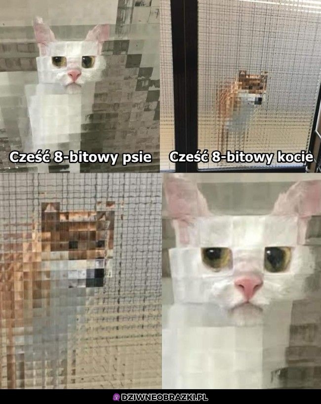 Hejka