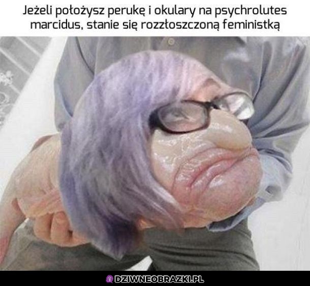 Za ładny na feministkę