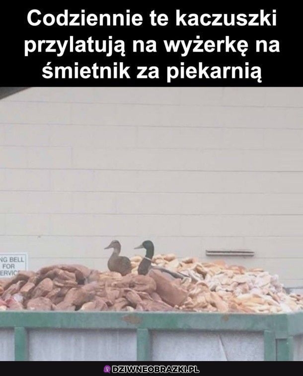 Ogarnęły