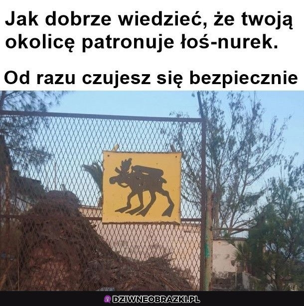 Super łoś