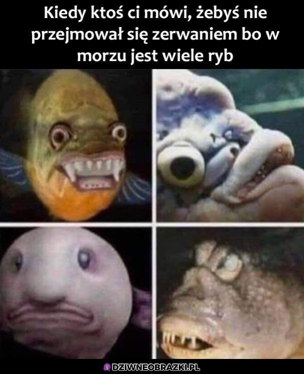 A te rybki tak wyglądają