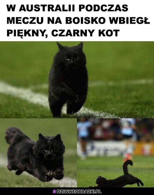 Gwiazda wieczoru
