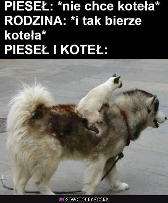 Pieseł i koteł