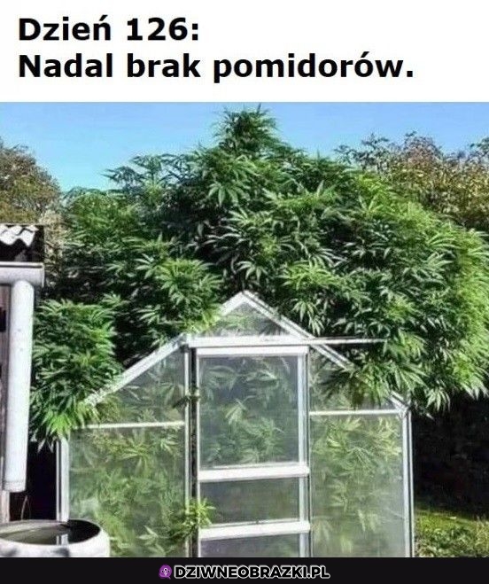 Ech no gdzie te pomidorki Ech no gdzie te pomidorki
