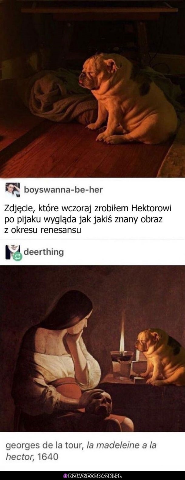 Zdjęcie pieseła