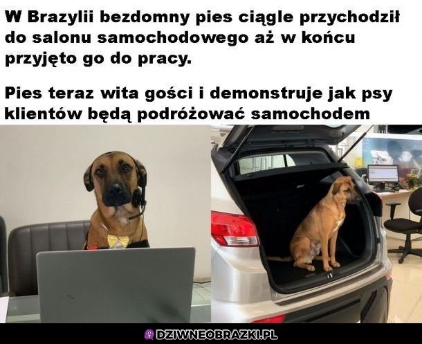 Idealny pracownik