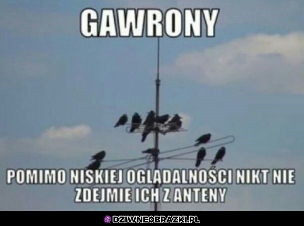 Gawrony