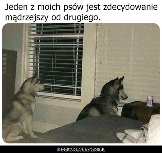 Dwa pieski