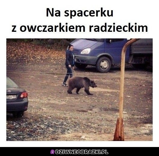 Spory ten owczarek