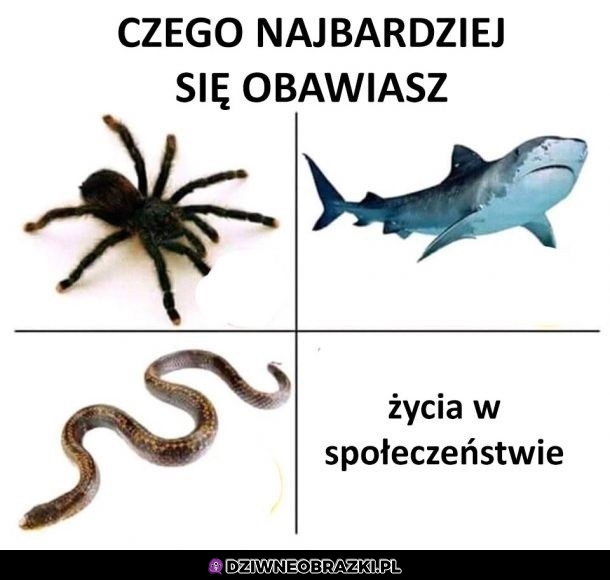 Największe obawy