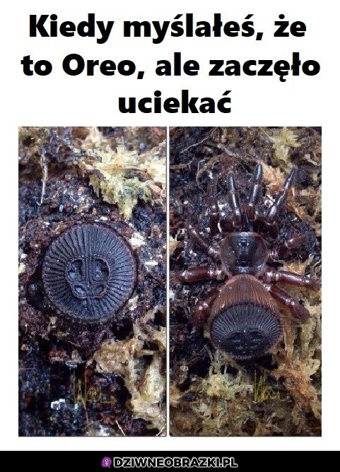 O, oreo!