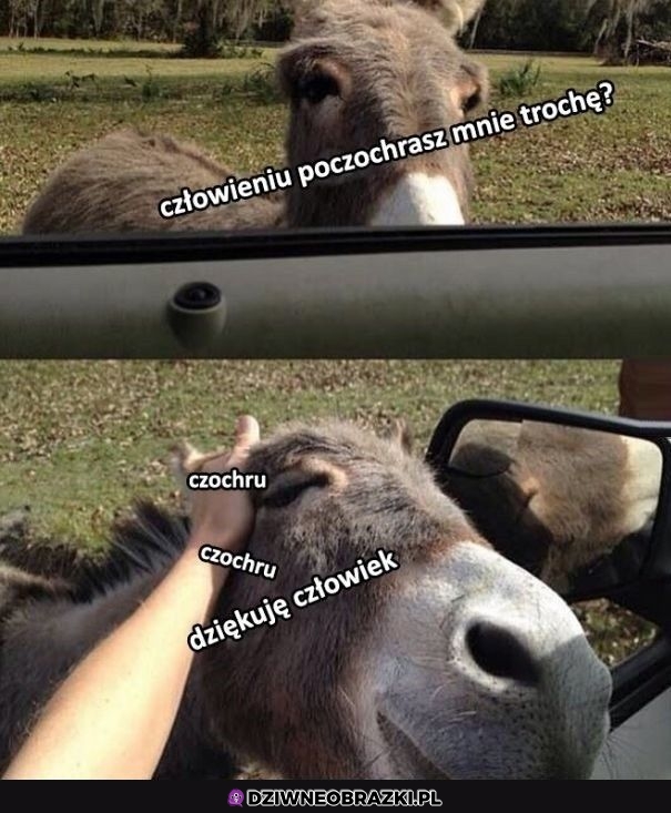 Poczochrasz