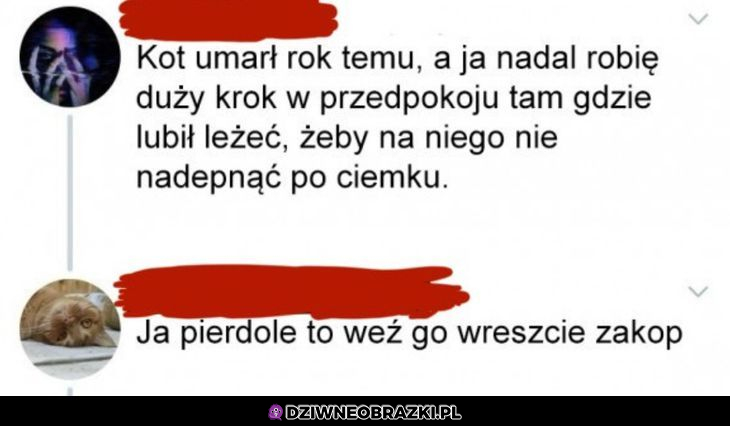 Kiedy kot zmarł rok temu