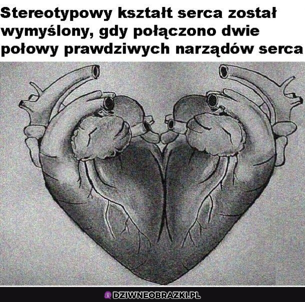 Serce