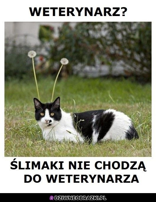 Ślimakeł