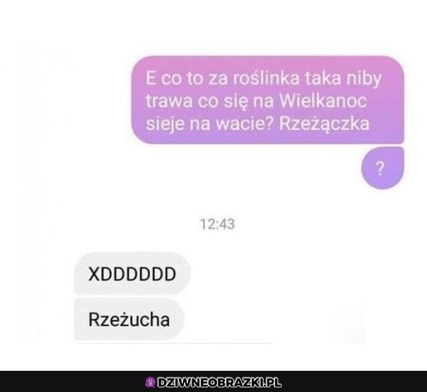 Co to za roślinka?