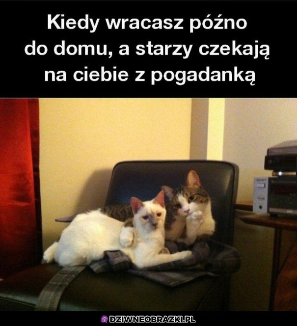 Pogadanka