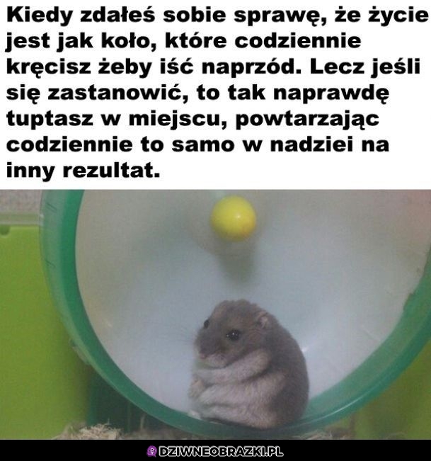 Bez kitu
