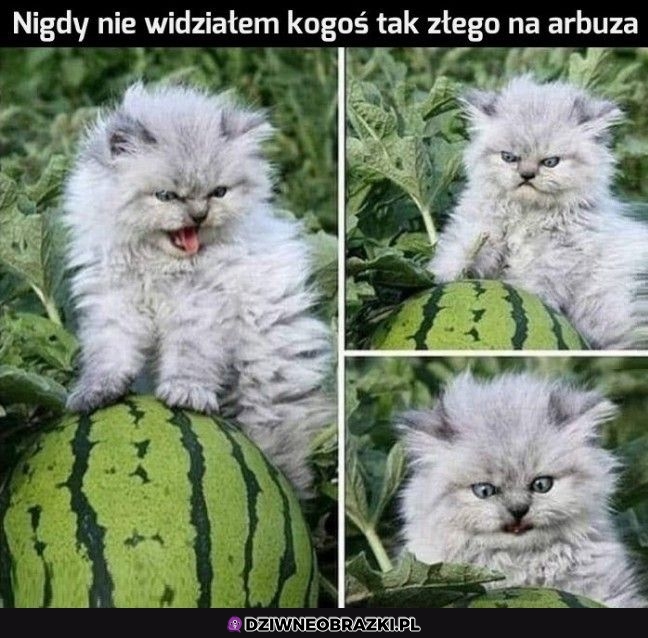 Wściekły na arbuza