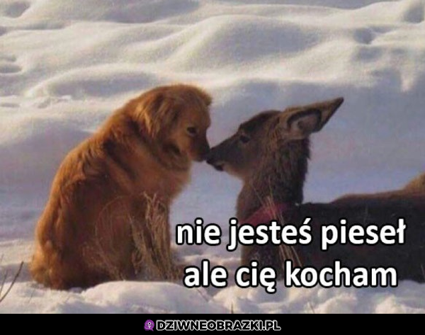 Dziwna miłość