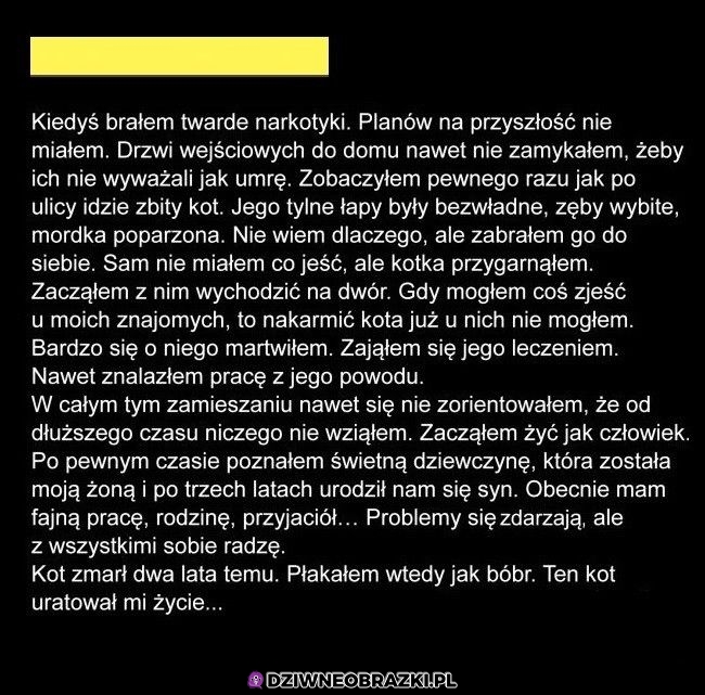 A to wszystko przez kota