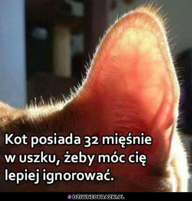 Ale zawsze usłyszy żarcie
