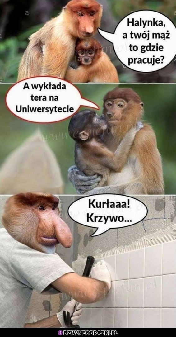 Wykłada