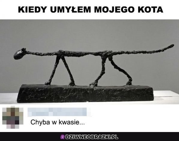 Umycie kota