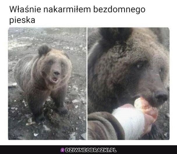 Uroczy piesek