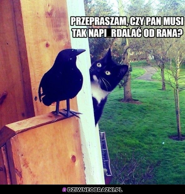 Musi Pan?
