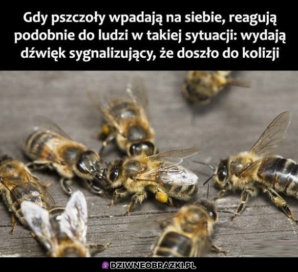 Pszczółki