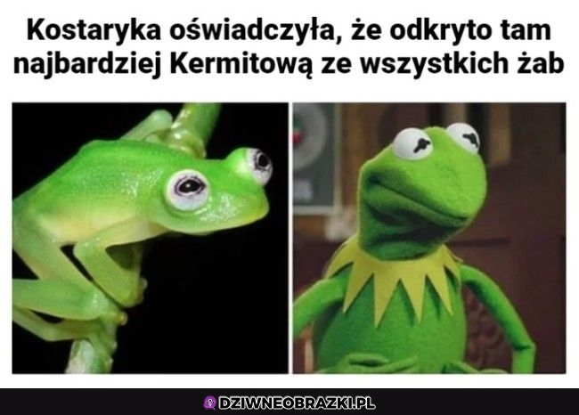 Całkiem podobna