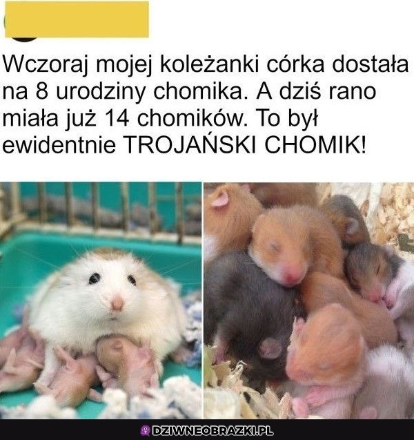 Chomiczki