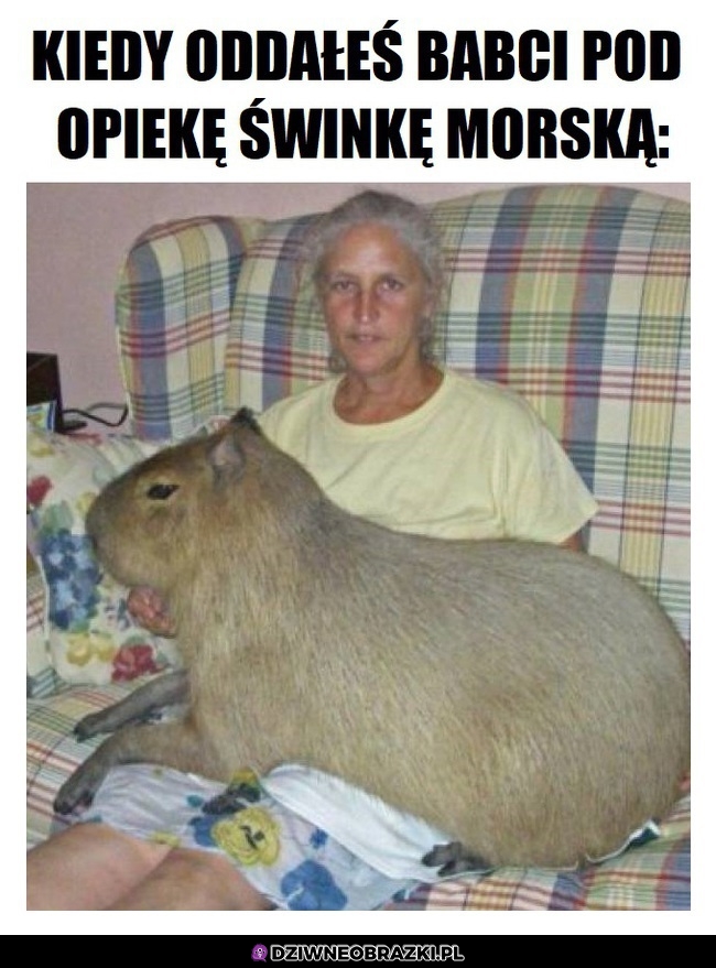 "Świnkę"