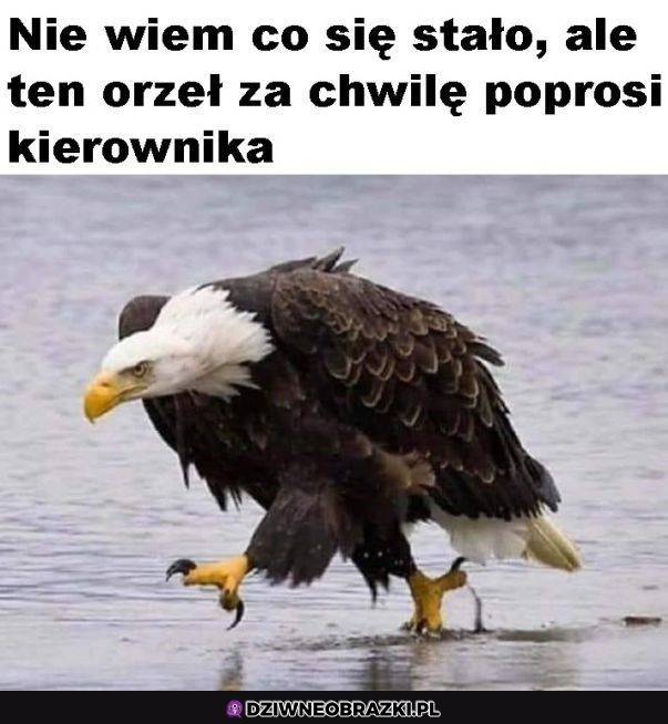 Wkurzony