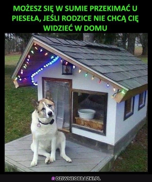 Lepsza chata niż moja
