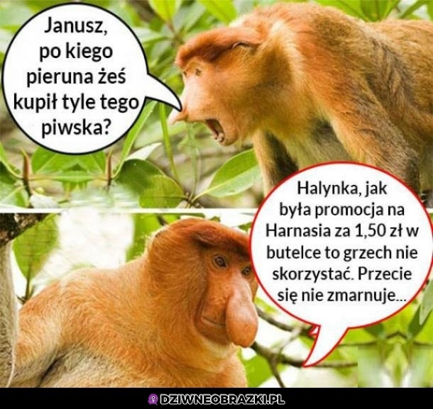 Promocja była