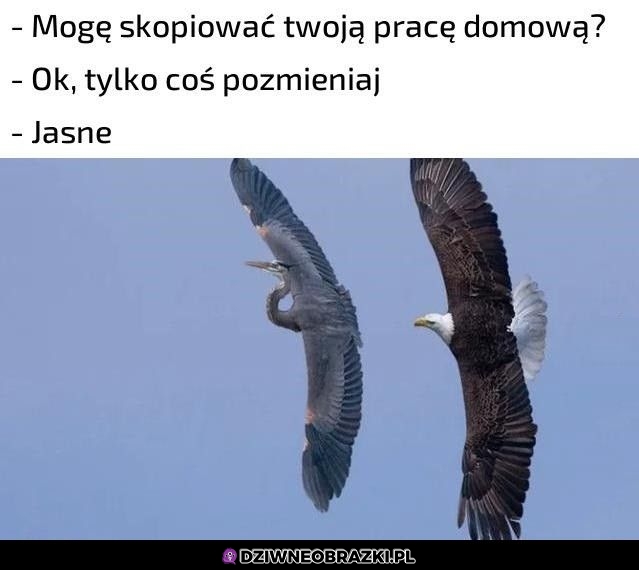 Tak to zawsze wygląda