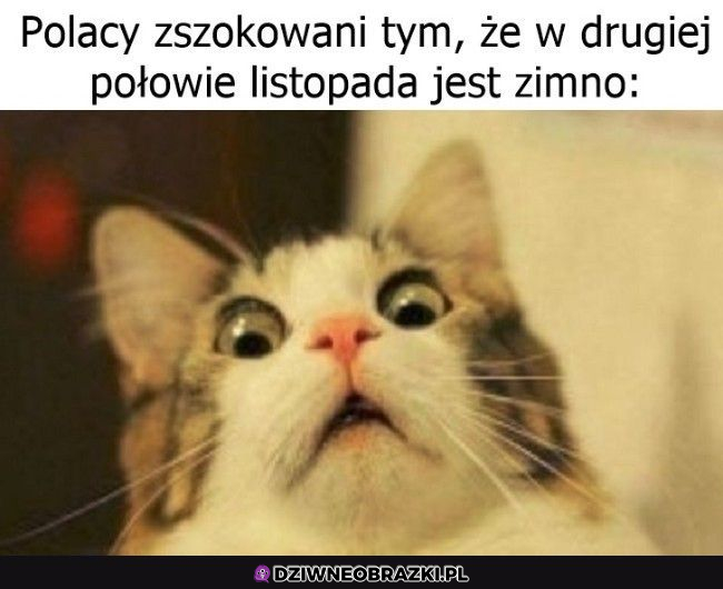 Szok polaczków