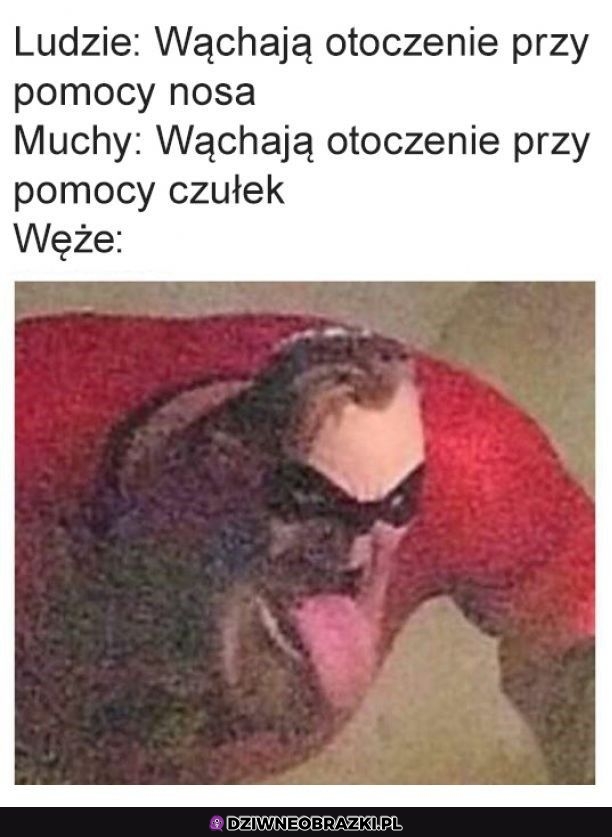 Tymczasem węże