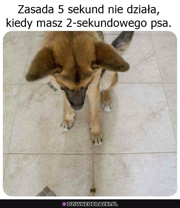 Zasada nie działa