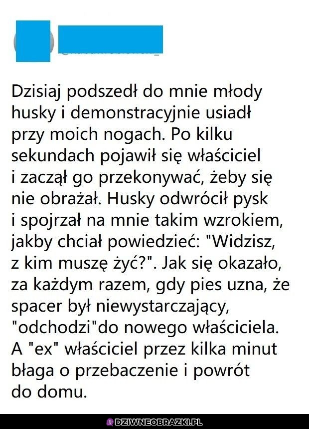 Dziwny piesek