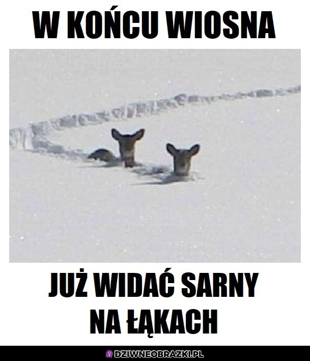 Wiosna?