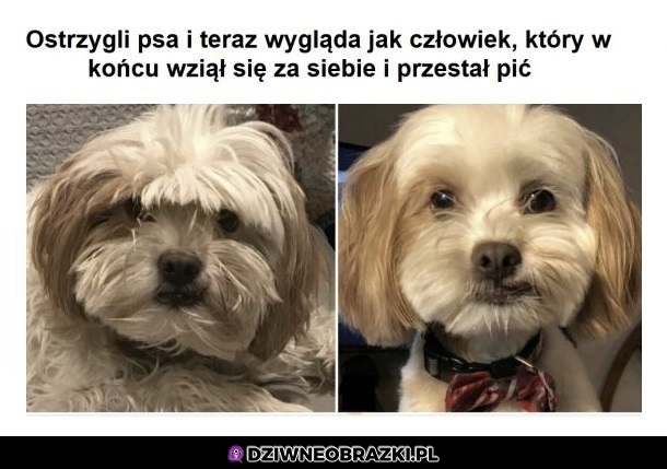 Dziwny pieseł