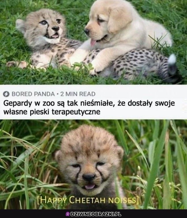 Nieśmiałe gepardy