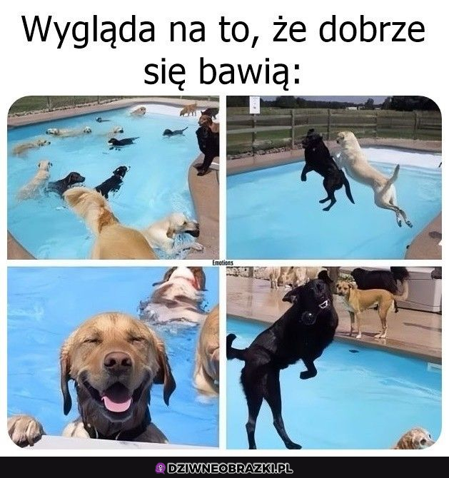 Szczęśliwe pieski