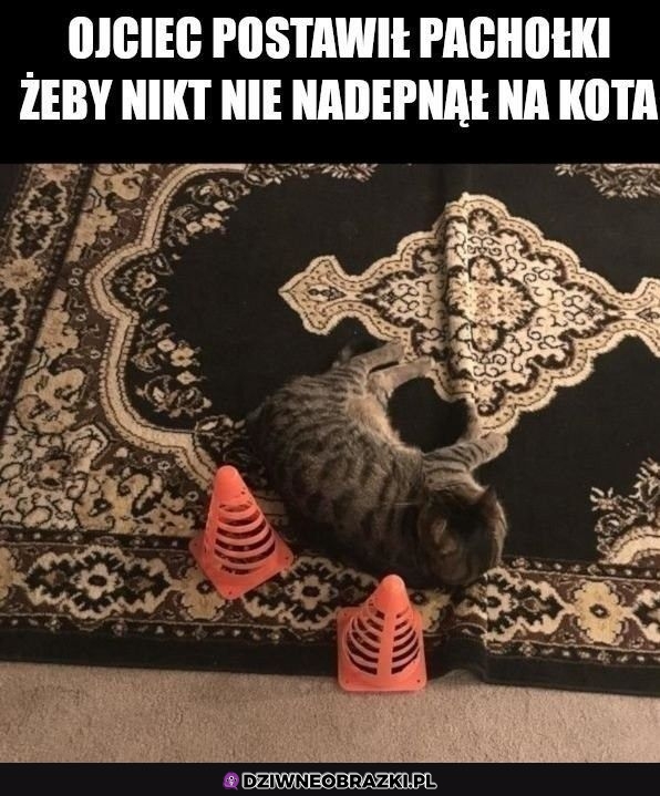 Wiadomo kto jest w domu najważniejszy