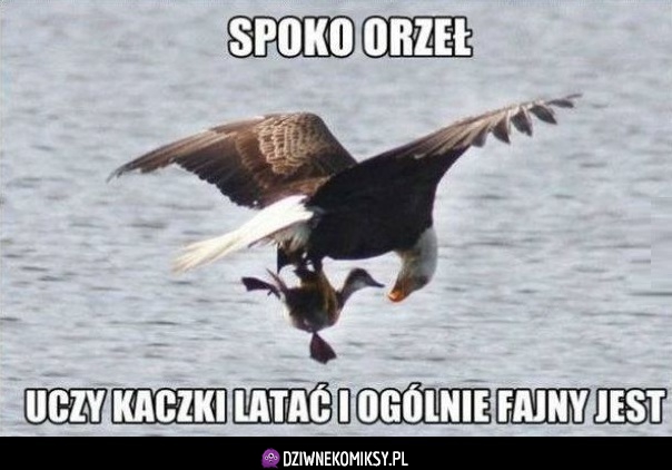 Spoko orzeł