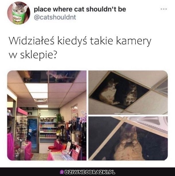 Wszędzie powinien być kocitoring